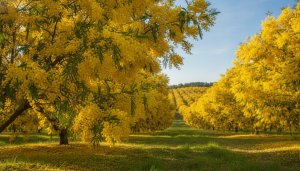découvrez tout sur les mimosas de portiragnes : conseils de culture, astuces d'entretien et bienfaits de cet arbre aromatique pour embellir votre jardin.
